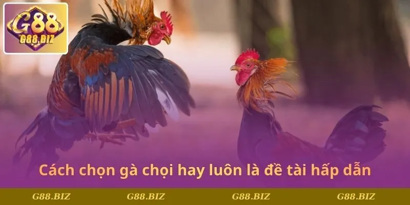 Cách chọn gà chọi hay luôn là đề tài hấp dẫn
