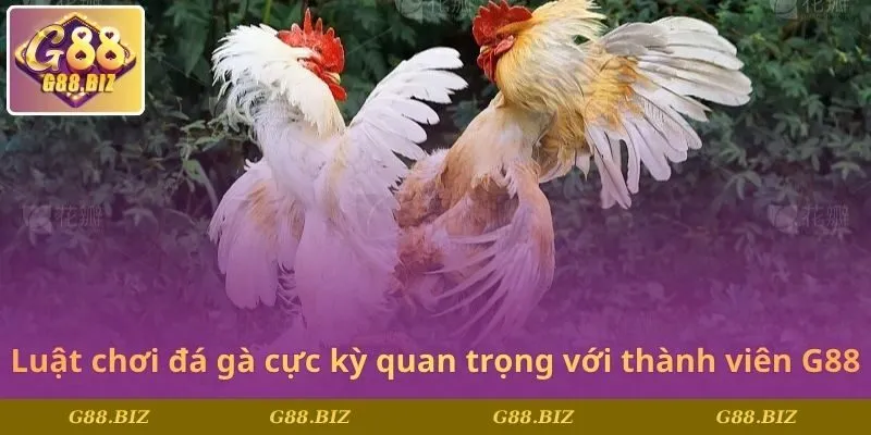 Luật chơi đá gà cực kỳ quan trọng với thành viên G88