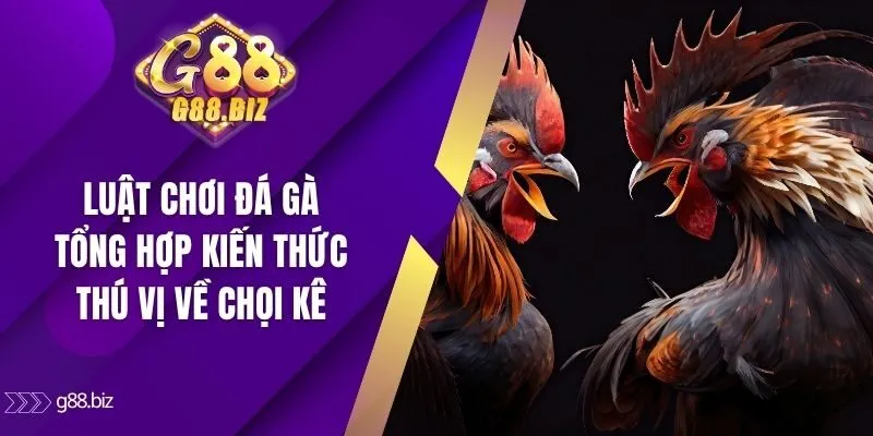 Luật chơi đá gà