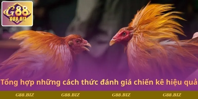 Tổng hợp những cách thức đánh giá chiến kê hiệu quả