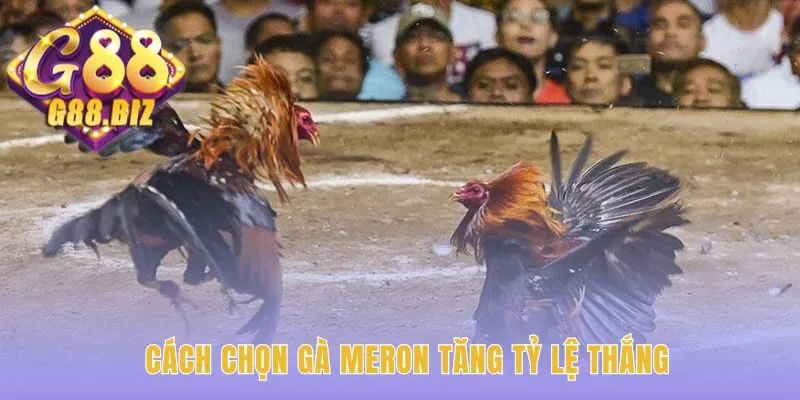 Chọn Gà Meron ứng dụng kinh nghiệm soi tướng và thần thái