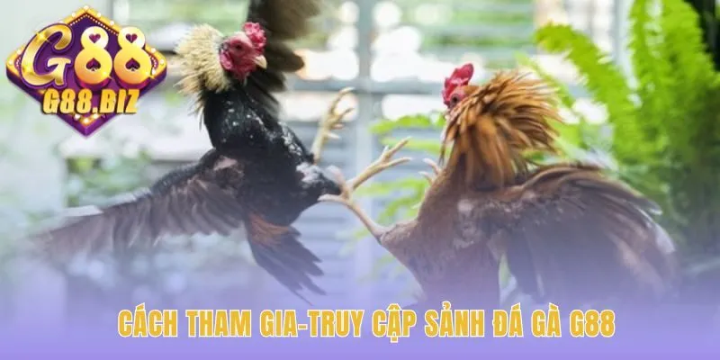 Tham gia Đá Gà Thomo Live qua bốn bước đăng ký G88