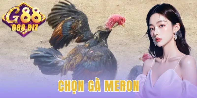 Chọn Gà Meron