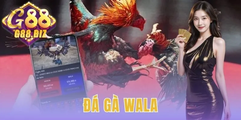 Đá gà Wala