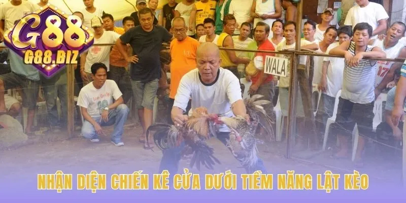 Đá gà Wala hay thắng nhờ phân tích nết đá và thể trạng gà