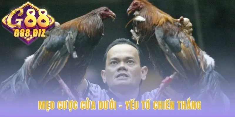 Đá gà Wala hay giải thích các khái niệm cược cửa dưới cơ bản