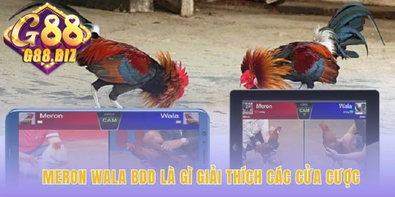 Chọn Gà Meron đòi hỏi hiểu rõ ba cửa cược cơ bản