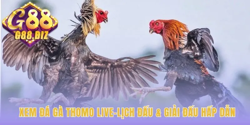 Xem Đá Gà Thomo Live từ thánh địa hợp pháp Campuchia